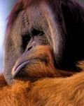 pic for Orangutan, Looking Sullen